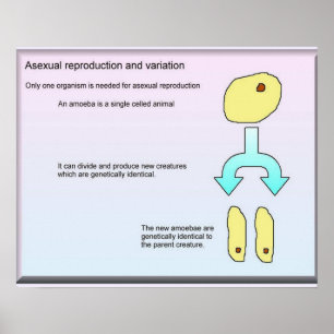 Poster Ciência da Vida Reprodução Asexual