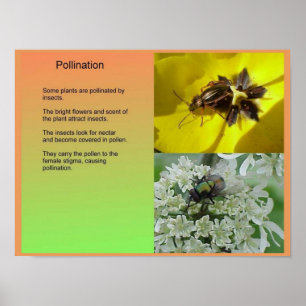 Póster Ciência, plantas, reprodução, polinização