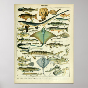 Poster científico dos peixes do animal marinho do
