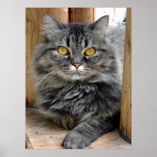 Poster Cigano