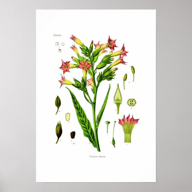 Póster Cigarro (Frente)