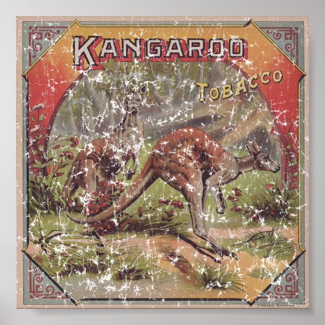 Poster Cigarro Kangaroo 1900 em dificuldades (Frente)