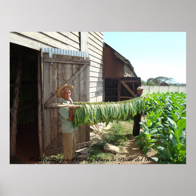 Poster Cigarro Que Entra Na Cura De Pinar Do Rio (Frente)