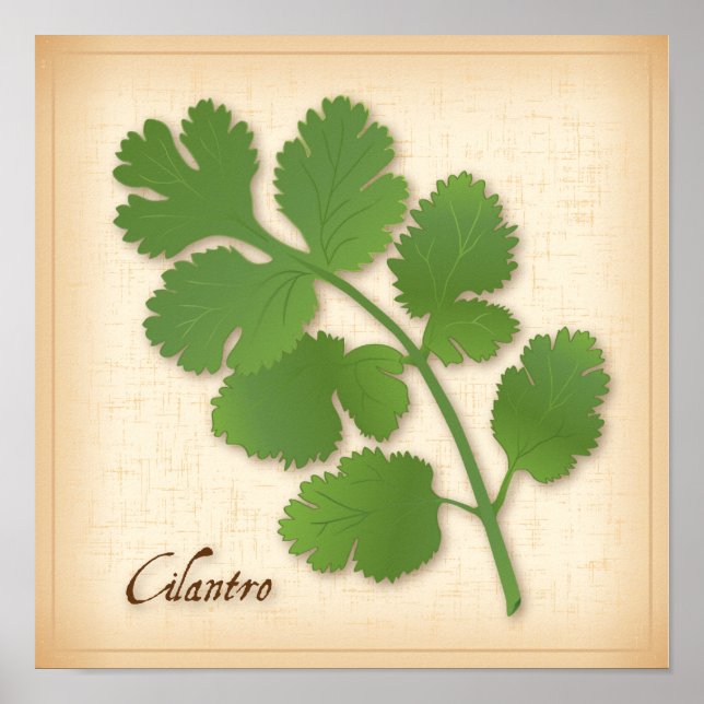 Póster Cilantro Herb (Frente)