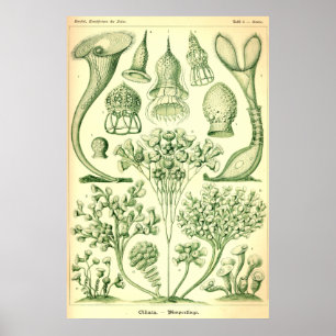 Póster Ciliata de Ernst Haeckel