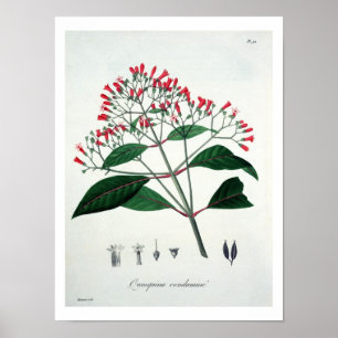 Poster Cinchona de 'Phytographie Medicale' por Joseph Ro