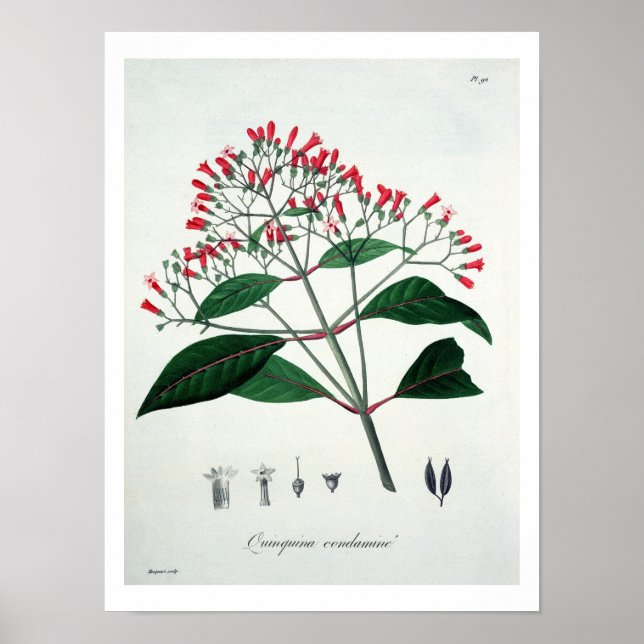 Poster Cinchona de 'Phytographie Medicale' por Joseph Ro (Frente)