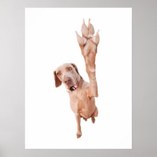 Póster Cinco altos Weimaraner
