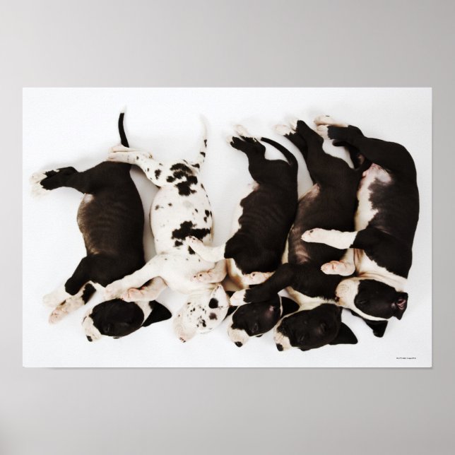 Poster Cinco cachorros de Harlequin Great Dane dormindo (Frente)