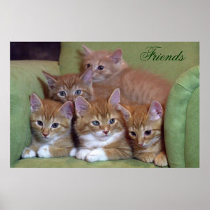 Poster Cinco gatinhos alaranjados na cadeira