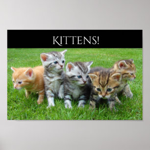 Póster Cinco gatinhos peluches