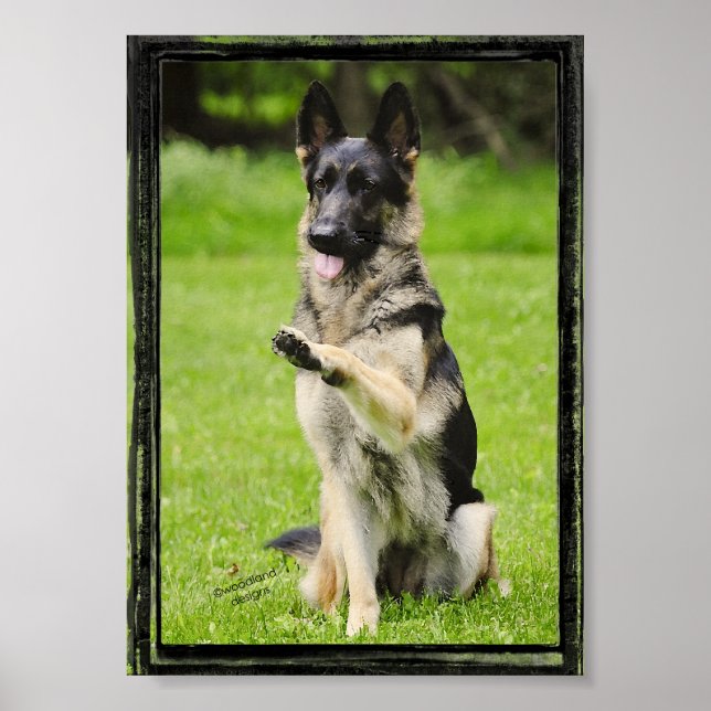 Póster Cinco German shepherd (Frente)