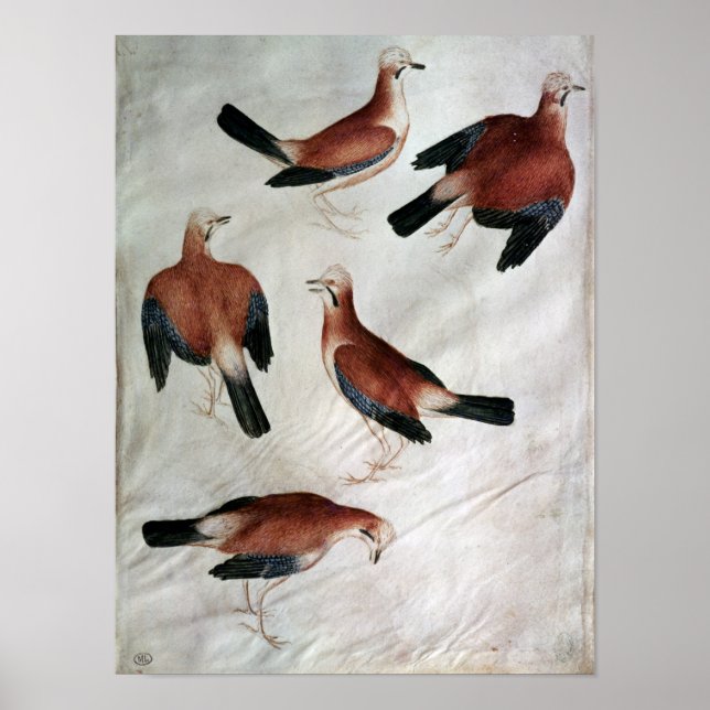 Póster Cinco Jays, do Álbum Vallardi (Frente)