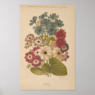 Poster Cineraria   George Nicholson