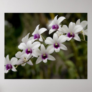 Poster Cingapura (Sânscrito para a Cidade do Leão). Nacio