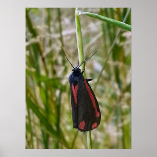 Poster Cinnabar Moth