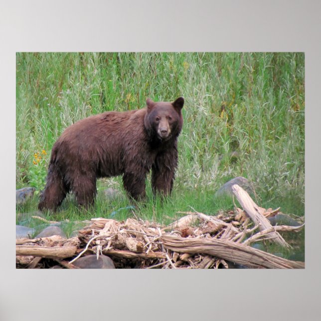 Poster Cinnamon Bear (Frente)