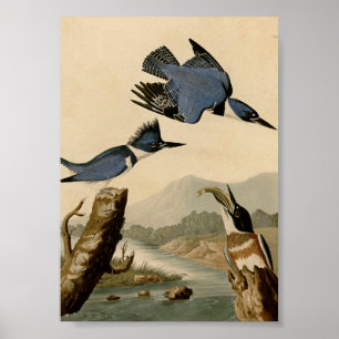 Poster Cinto de Audubon Kingfisher Pássaro Natureza Vinta