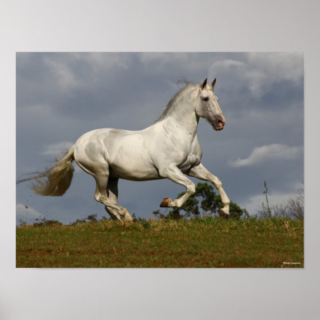 Poster Cinza Andalucian Stallion Correndo contra Sky (Frente)