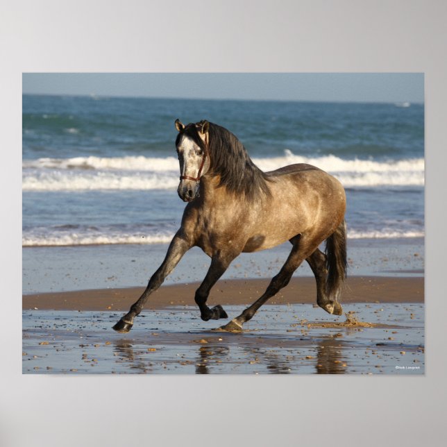 Poster Cinza Andaluciana Stallion Em Praia (Frente)