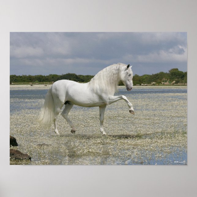 Poster Cinza Andaluciano Stallion Em Lago (Frente)