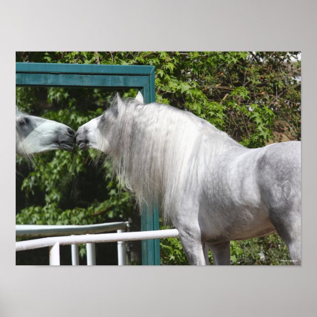Poster Cinza Andaluciano Stallion Olhando Espelho (Frente)