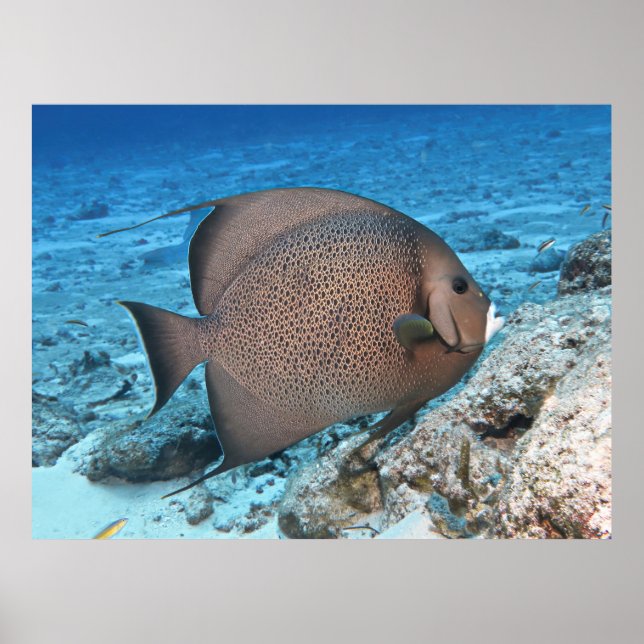 Poster Cinza Angelfish (Frente)