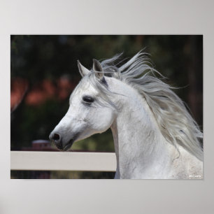 Poster Cinza Arab Stallion com Mane Fluindo