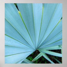 Poster Cinza Bismarck Palm Tree Close