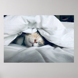 Poster Cinza Branca Cria Gato Dormindo