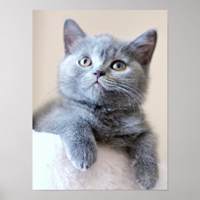 Póster Cinza British Shorthair Cat (Frente)
