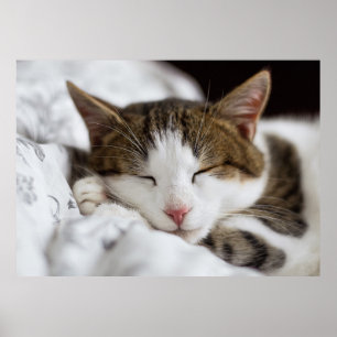 Poster Cinza Castanho-Branco-Cinto-Negro-Gato Dormindo