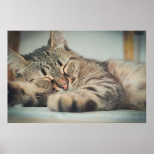 Poster Cinza Cura Castanho-Negro Dormindo Gato