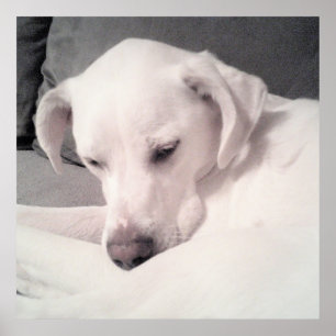 Poster Cinza De Cães Brancos E Sonolentos