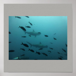 Poster Cinza de Peixe de Tubarão-martelo Cinza de Cara Ga