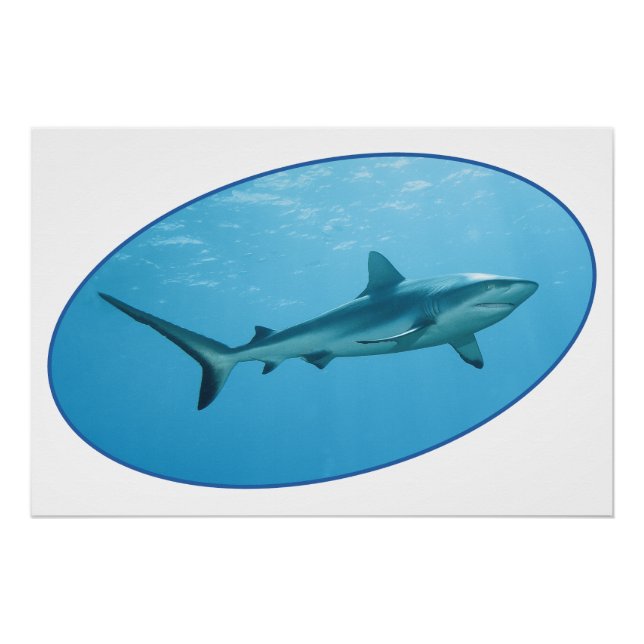 Póster Cinza de tubarão-frade, ilha Yap - design fotográf (Frente)