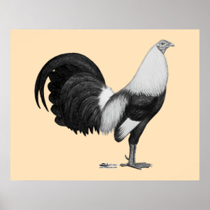 Poster Cinza Duckwing do Gamecock