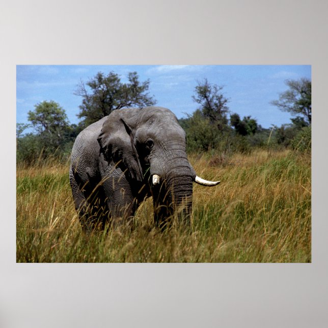 Poster Cinza Elefant Grasslands (Frente)