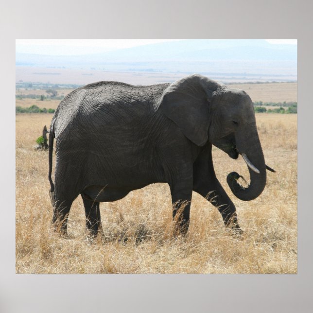 Poster cinza elefante (Frente)