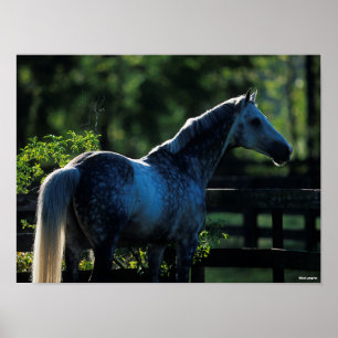 Poster Cinza Hanoverian Stallion Standlion
