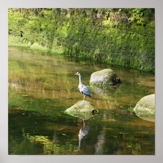 Póster Cinza Heron num rio em Warkworth Northumberland (Frente)