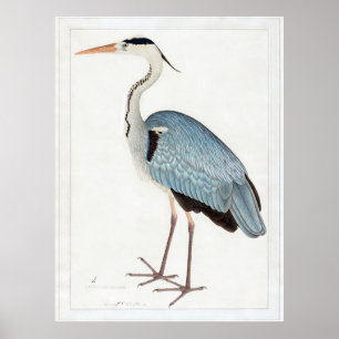 Poster Cinza indiana Heron (1780-1782) por Ram Das