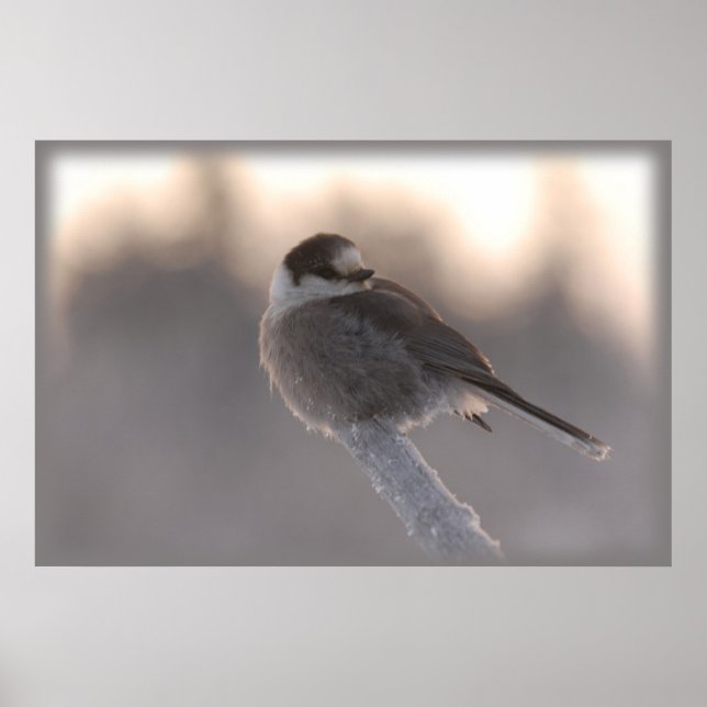 Póster cinza jay 2 (Frente)