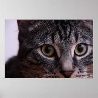 Póster Cinza Kitten Face 2
