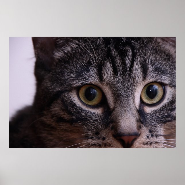 Póster Cinza Kitten Face 2 (Frente)