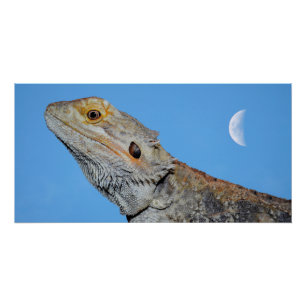Póster Cinza Lizard e meia lua