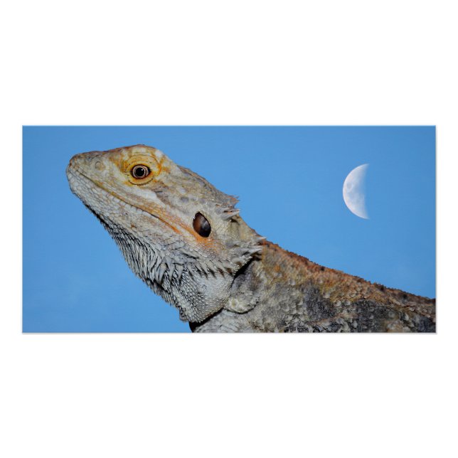 Póster Cinza Lizard e meia lua (Frente)