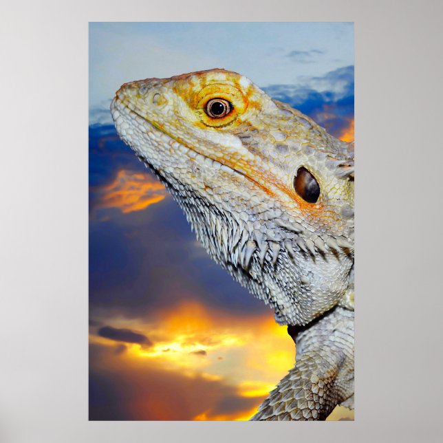 Poster Cinza Lizard no pôr do sol (Frente)