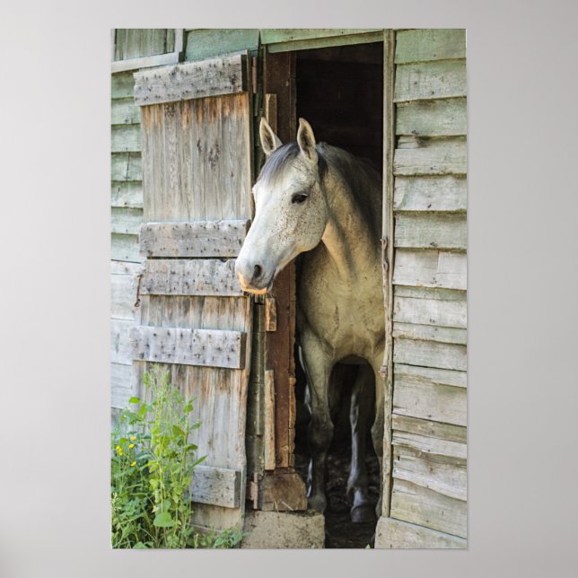 Poster Cinza Mare Horse & Barn (Frente)