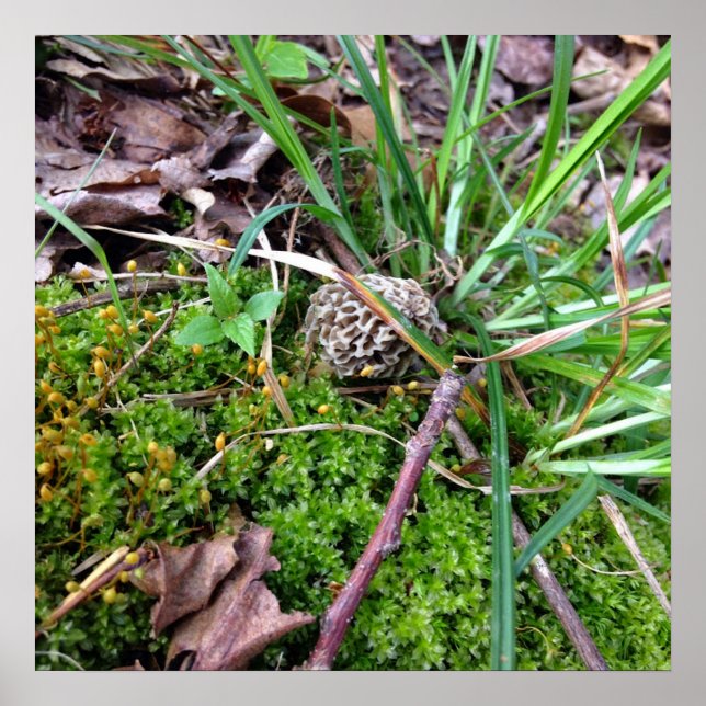 Poster Cinza Morel (Frente)